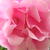 Roz - Trandafiri târâtori și cățărători, Rambler - Madame Grégoire Staechelin